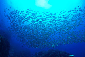 3-piece-aluminium-print-fish-world