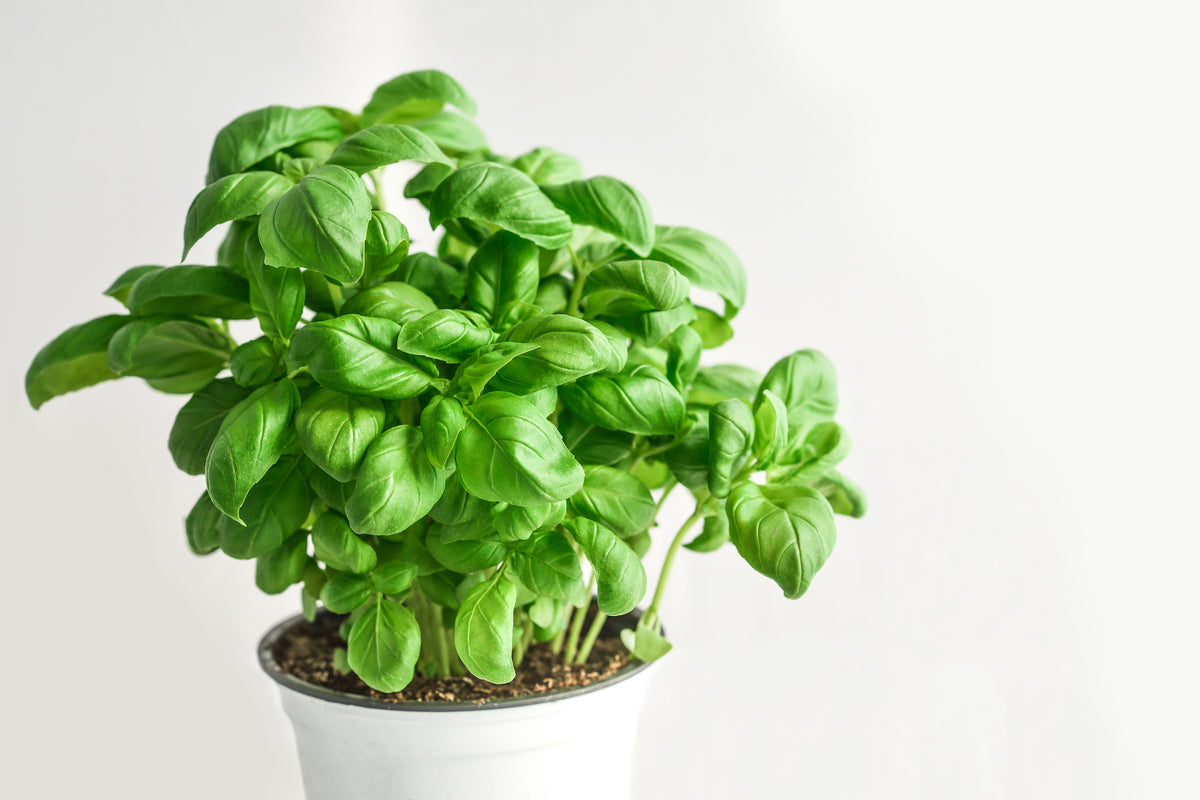 canvas-print-basil-in-the-pot