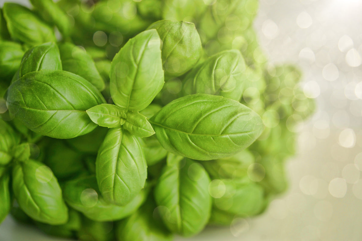 acrylic-print-a-bouquet-of-basil