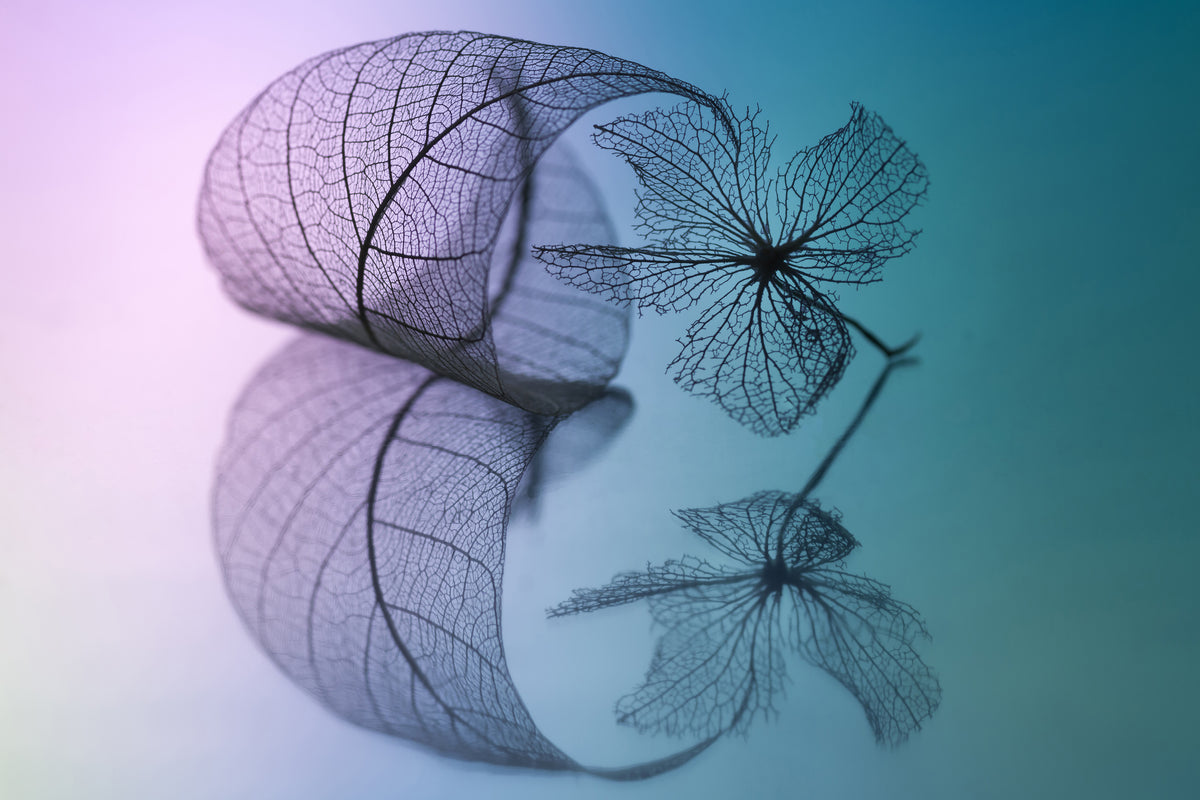 framedposter-print-story-of-leaf-and-flower