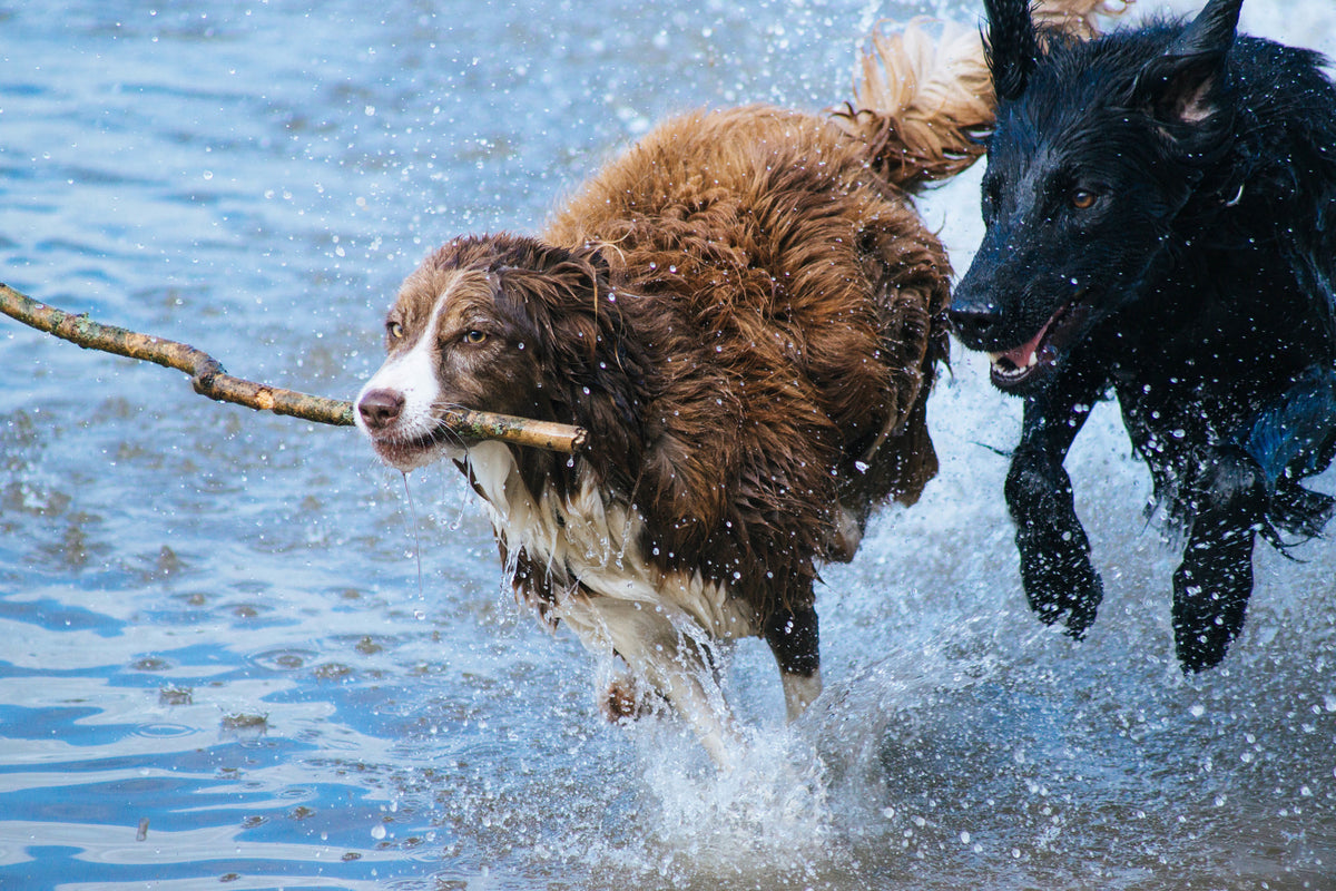 canvas-print-playing-dogs
