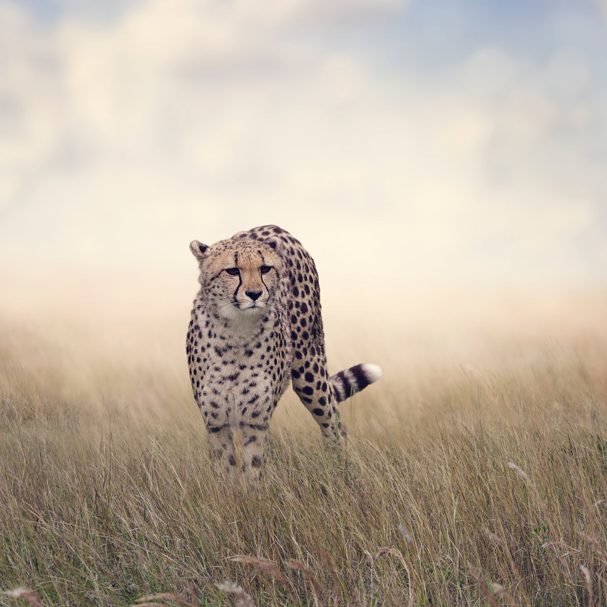 acrylic-print-the-cheetah