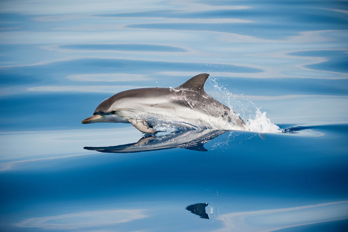 aluminium-print-striped-dolphin-x