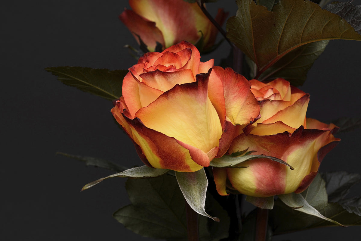 framedcanvas-print-roses-of-the-romance