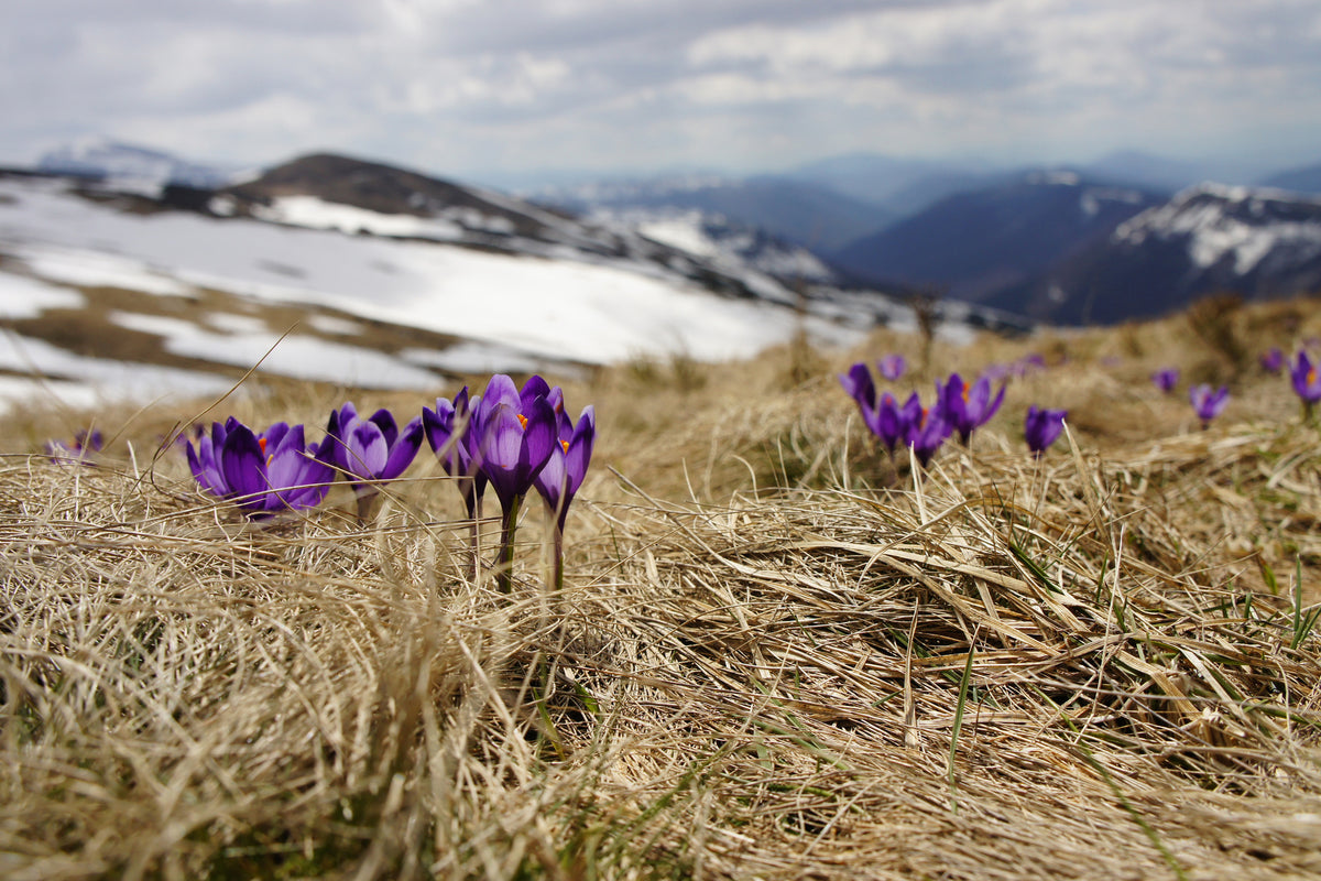 3-piece-acrylic-print-purple-crocus
