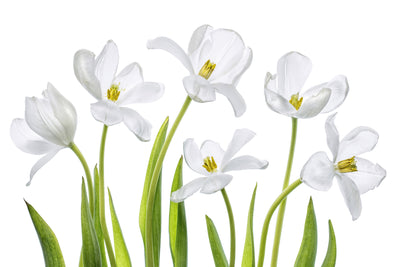 poster-print-white-tulips-x