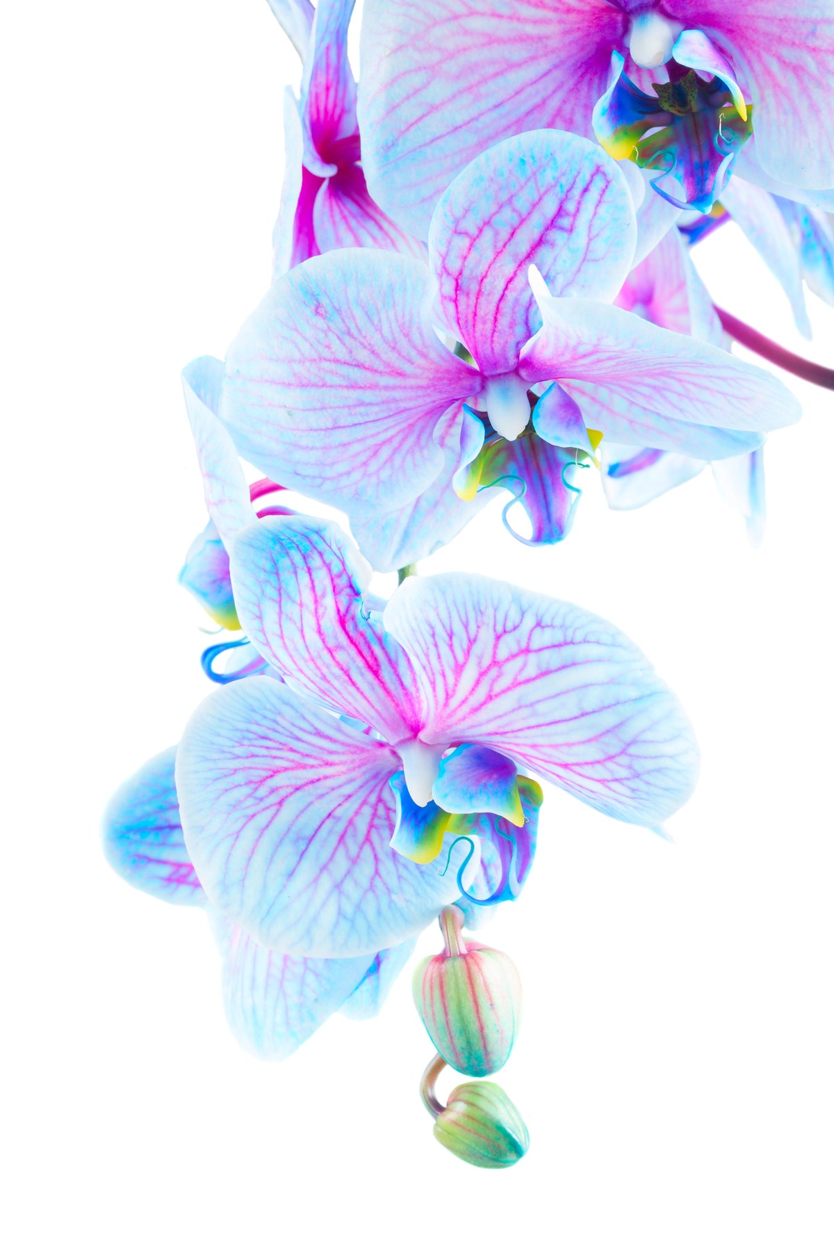 framedcanvas-print-orchid-butterfly