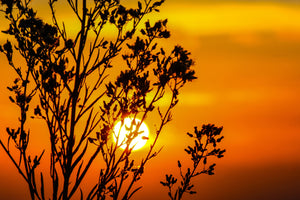 modern-3-piece-acrylic-print-a-shrub-in-the-sunset