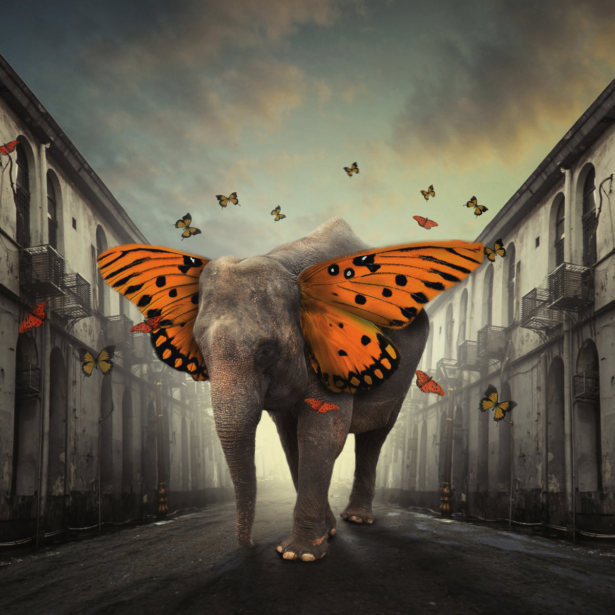 9-piece-aluminium-print-butterphant