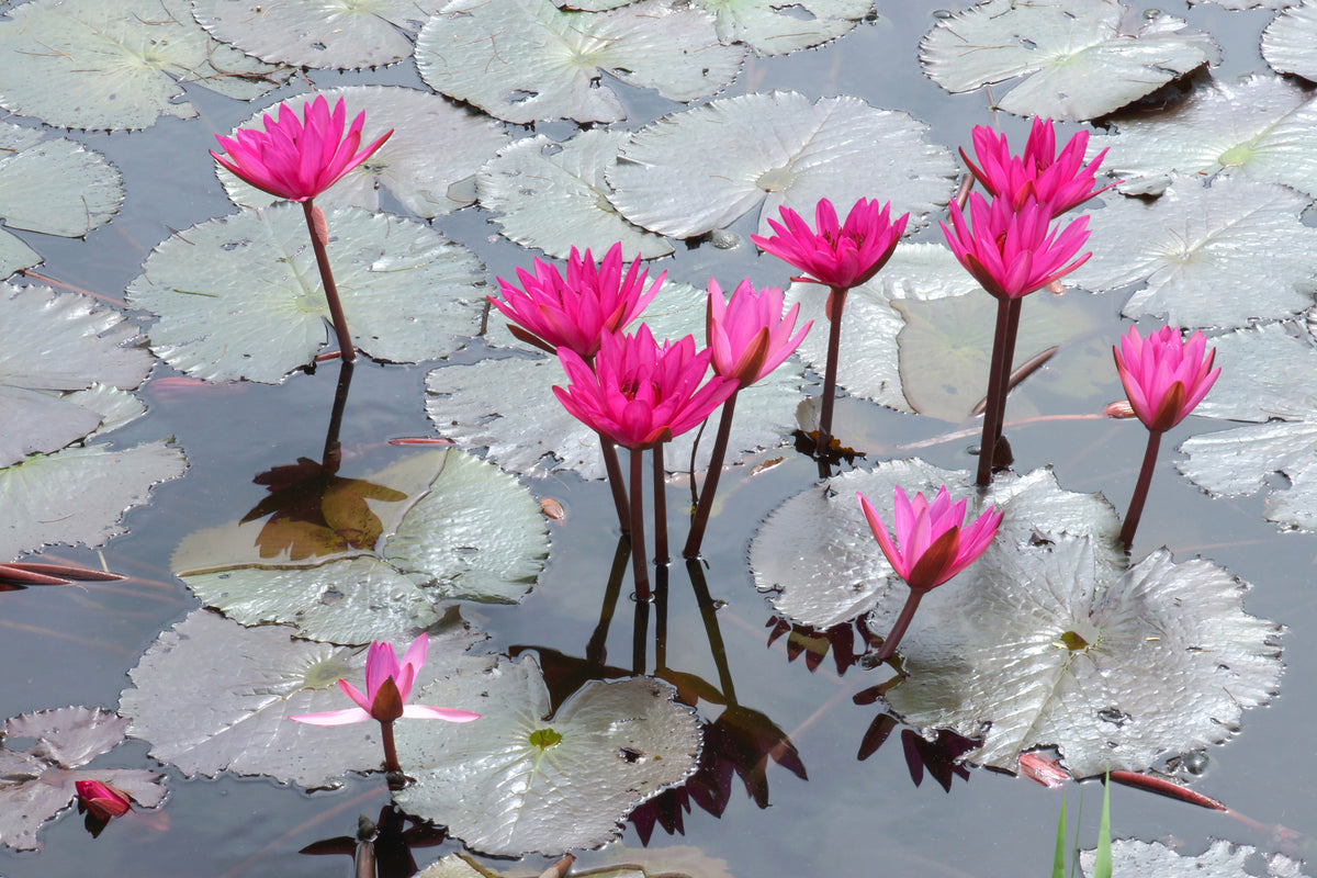 poster-print-jump-in-the-lily-pond