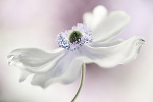 framedcanvas-print-anemone-breeze