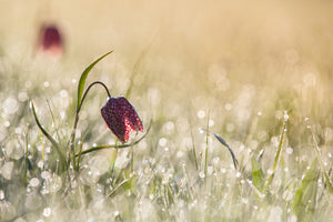 modern-3-piece-aluminium-print-morningdew