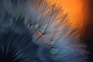 aluminium-print-feathers-p
