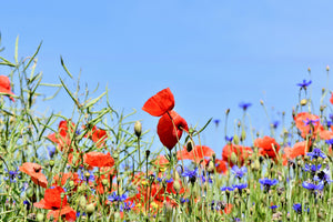 framedcanvas-print-the-poppy-in-the-flower-meadow
