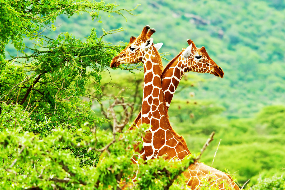 canvas-print-giraffes-love