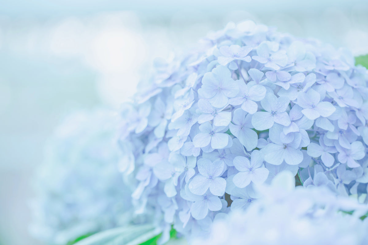 modern-3-piece-canvas-print-the-hydrangea
