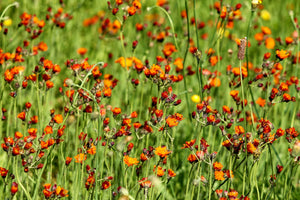 modern-3-piece-acrylic-print-hawkweeds