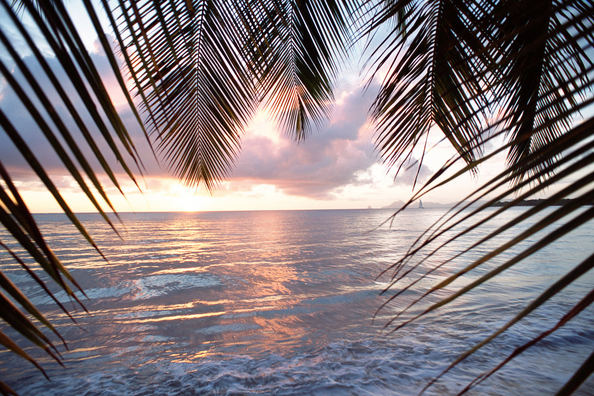 canvas-print-under-palm-leaves