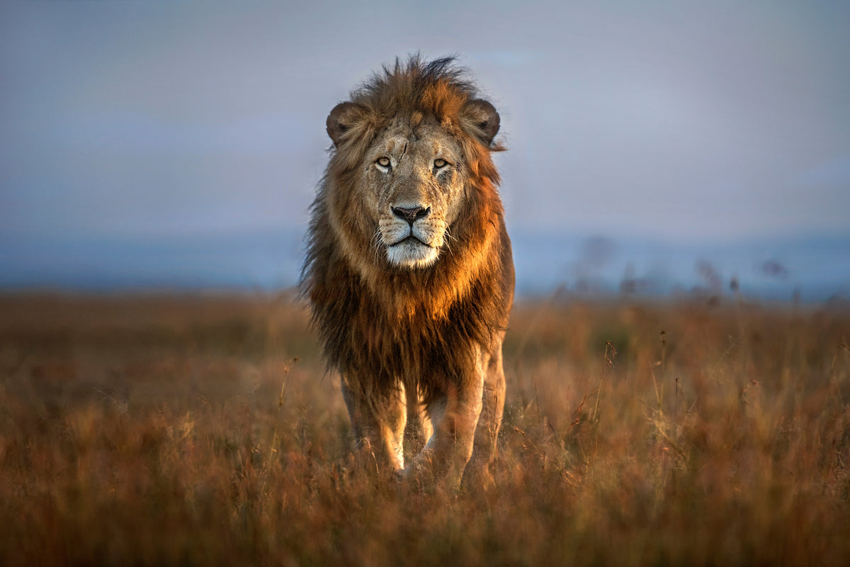 poster-print-lion-close-up-x