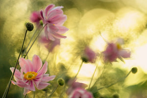 canvas-print-dance-of-the-flowers-x