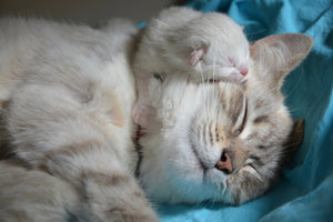 3-piece-acrylic-print-cats-mom-with-baby
