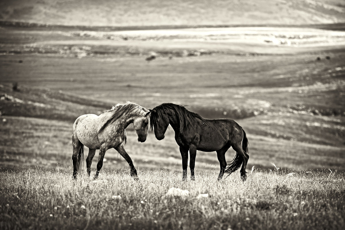 acrylic-print-close-encounter-x