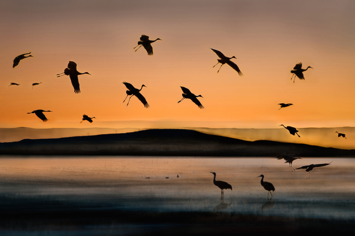 aluminium-print-fly-in-at-sunset