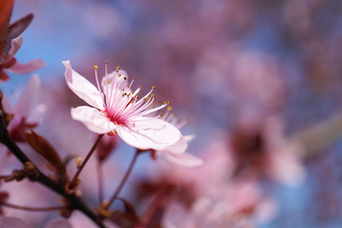 3-piece-canvas-print-close-up-cherry-blossom
