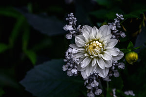 3-piece-acrylic-print-dahlia-flower