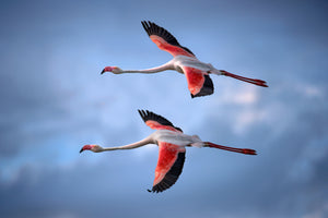 acrylic-print-greater-flamingos-x