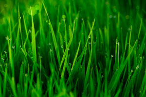 acrylic-print-grass-with-morning-dew