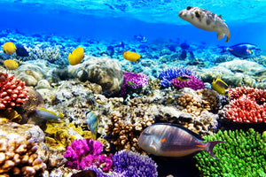 framedcanvas-print-fish-aquarium