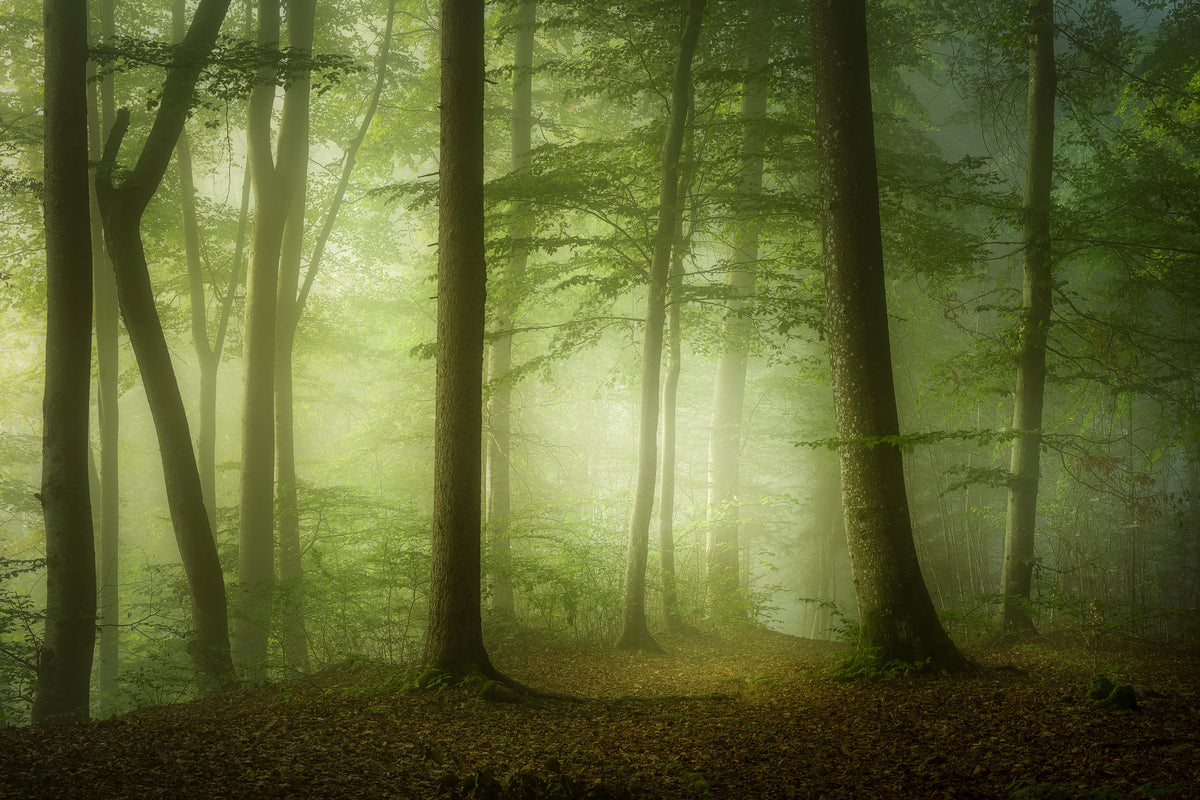 acrylic-print-mysterious-spring-morning-x