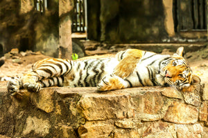 3-piece-canvas-print-the-siberian-tiger