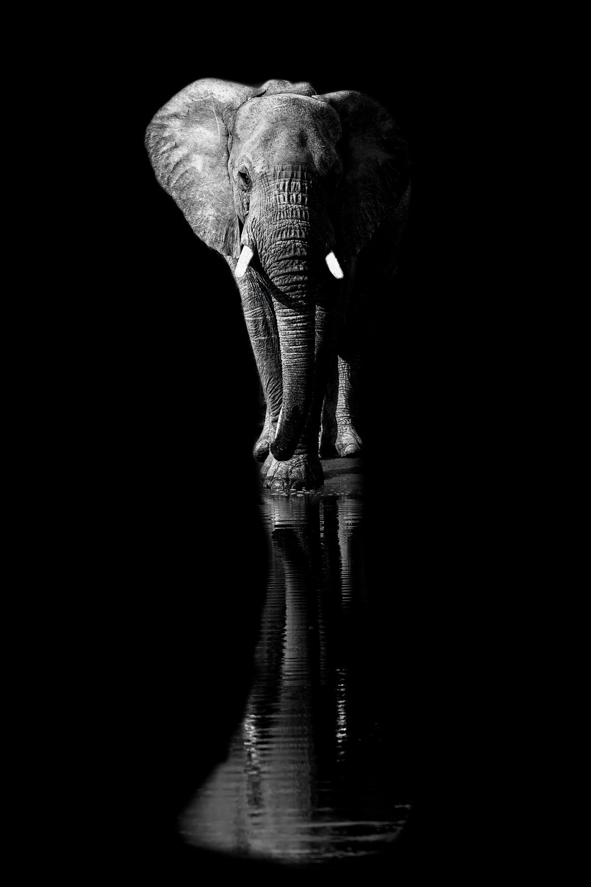 canvas-print-elephant-xsa