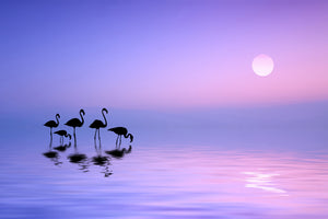 aluminium-print-morning-flamingo-x