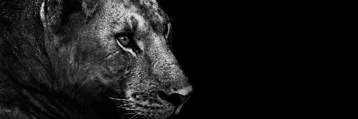 panoramic-acrylic-print-lion-panorama