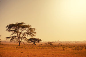 aluminium-print-pastures-in-kenya