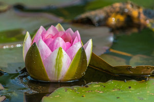 3-piece-acrylic-print-xl-water-lily-in-pink