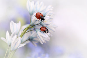framedposter-print-ladybirds