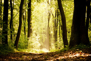 canvas-print-sunrise-in-the-forest