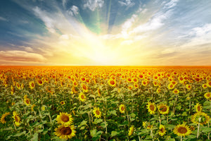 3-piece-aluminium-print-a-field-full-of-sunflowers