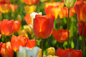 3-piece-canvas-print-close-up-tulip-field