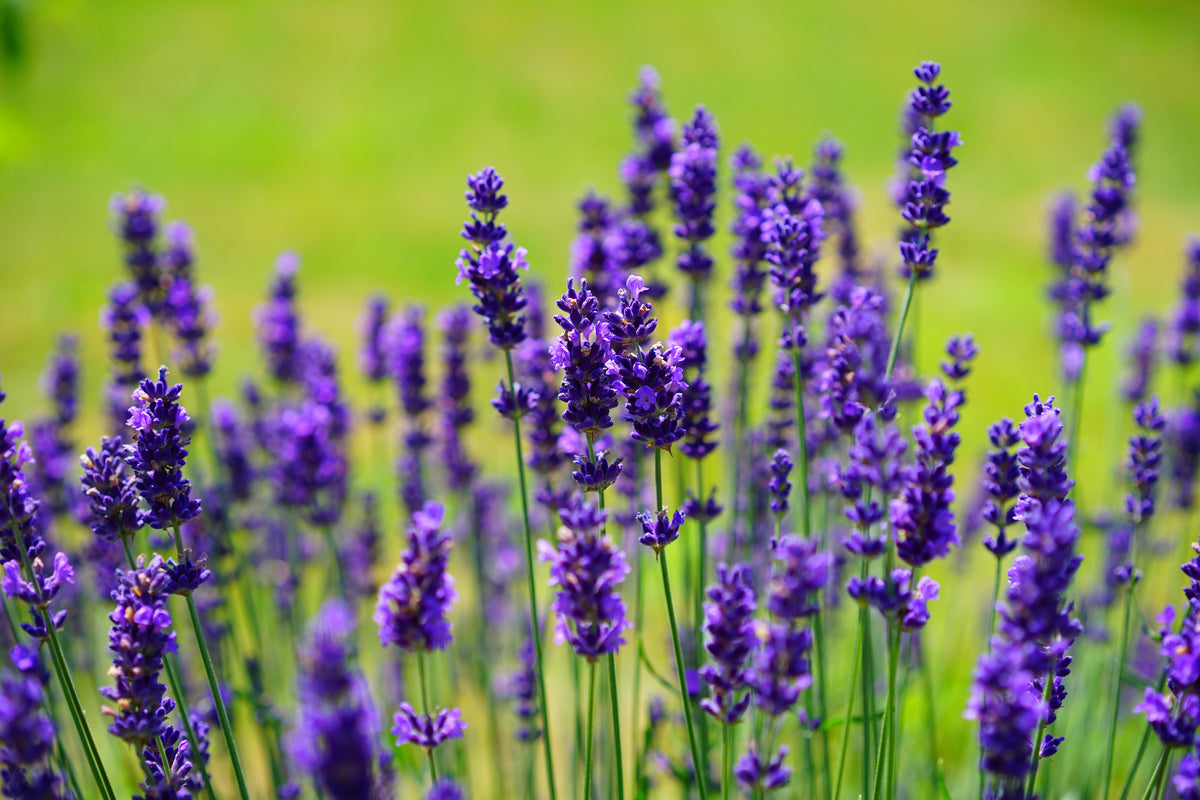 acrylic-print-beautiful-lavender