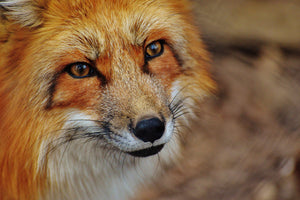 canvas-print-the-fox