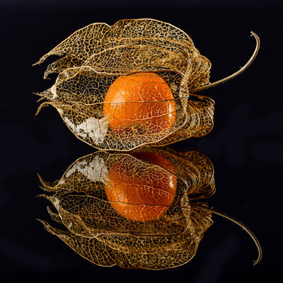 poster-print-physalis