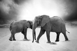 aluminium-print-2-elephants-sw