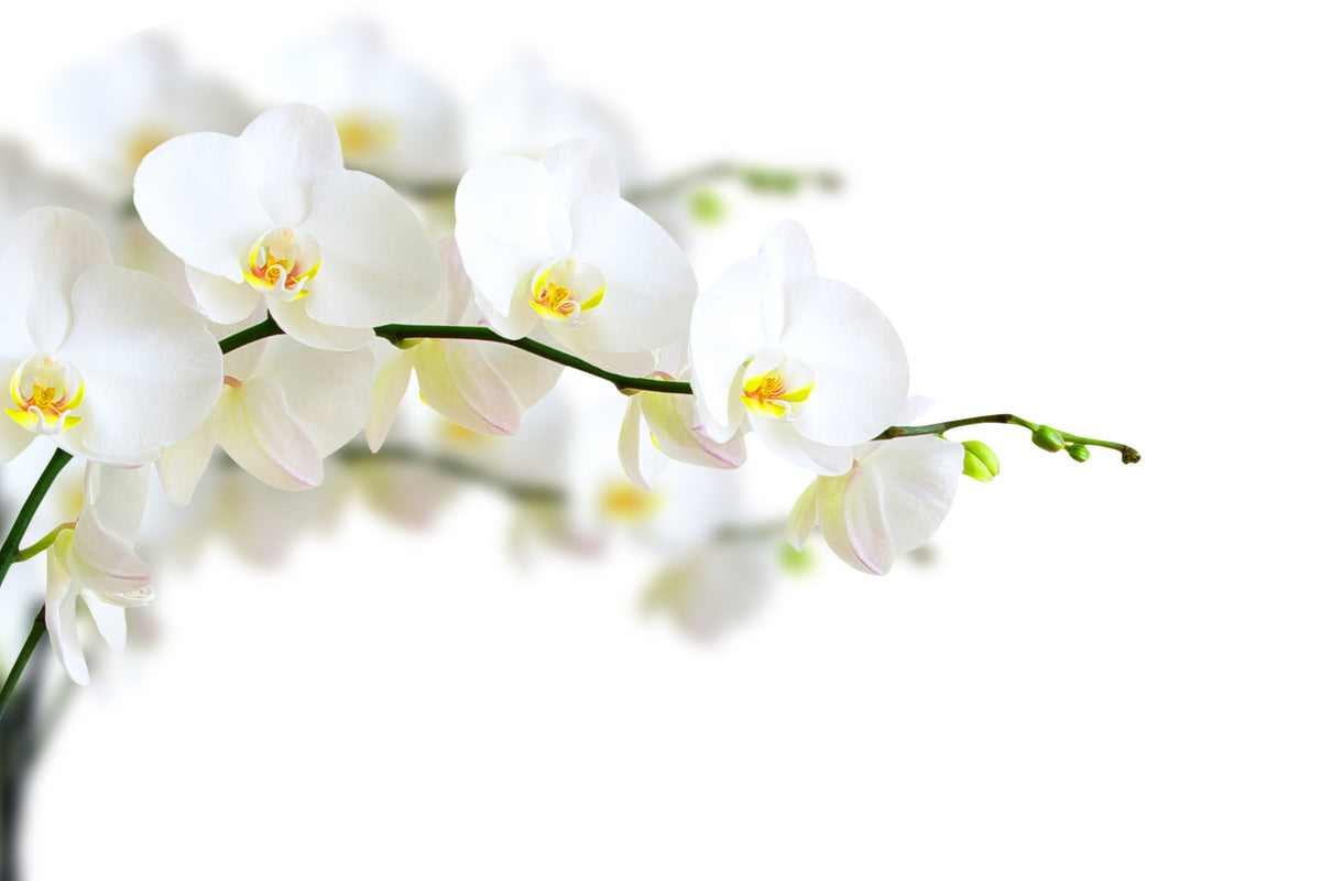 3-piece-canvas-print-white-orchids