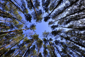 canvas-print-under-high-treetops