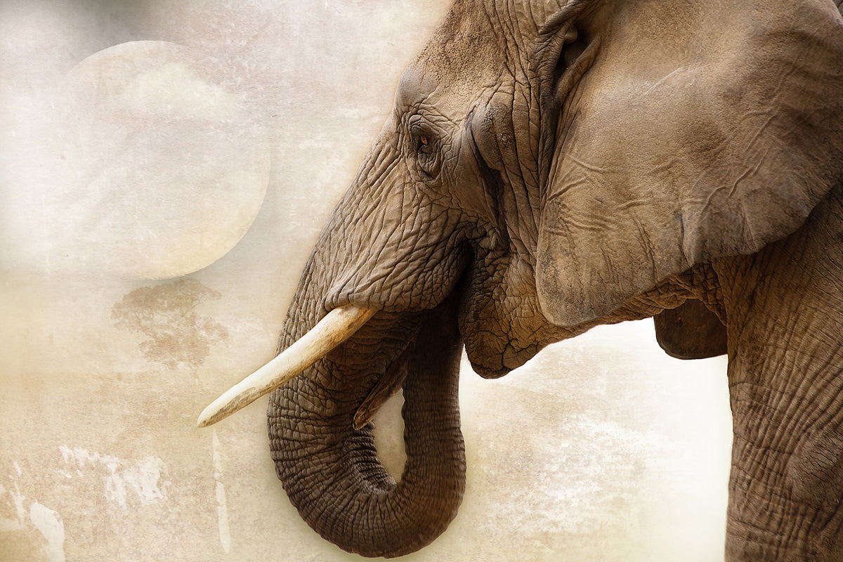 framedposter-print-portrait-of-an-elephant